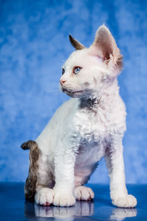 Karamel | Devon Rex Kitten