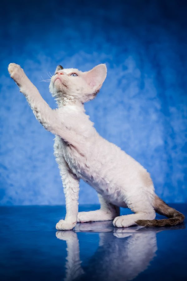Karamel | Devon Rex Kitten