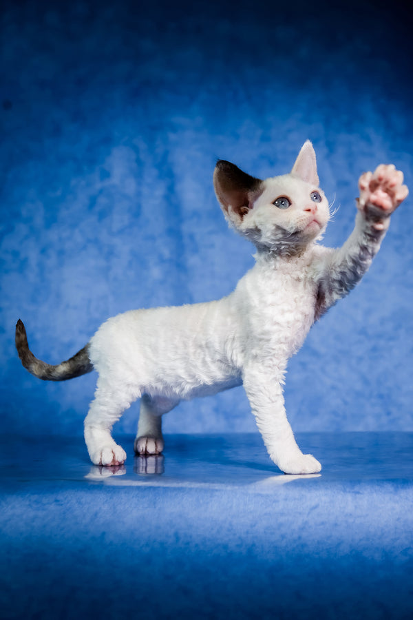 Karamel | Devon Rex Kitten