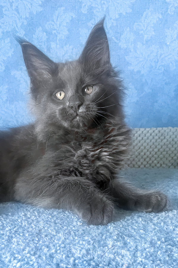 Karat | Maine Coon Kitten