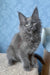 Karat | Maine Coon Kitten