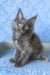 Karat | Maine Coon Kitten