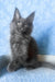 Karat | Maine Coon Kitten