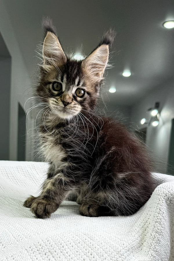 Karisma | Polydactyl Maine Coon