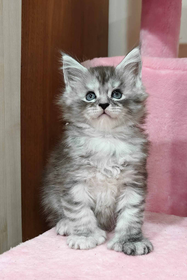 Kasper | Polydactyl Maine Coon Kitten