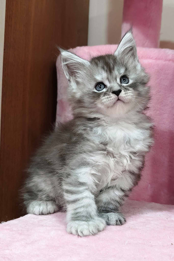 Kasper | Polydactyl Maine Coon Kitten