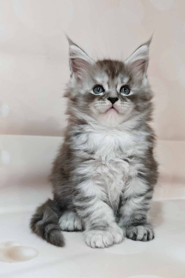 Kasper | Polydactyl Maine Coon Kitten