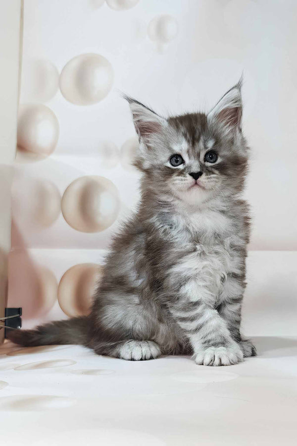 Kasper | Polydactyl Maine Coon Kitten