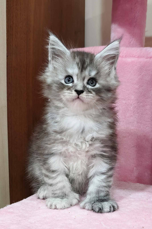 Kasper | Polydactyl Maine Coon Kitten