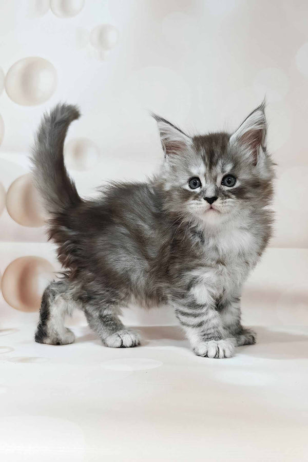 Kasper | Polydactyl Maine Coon Kitten