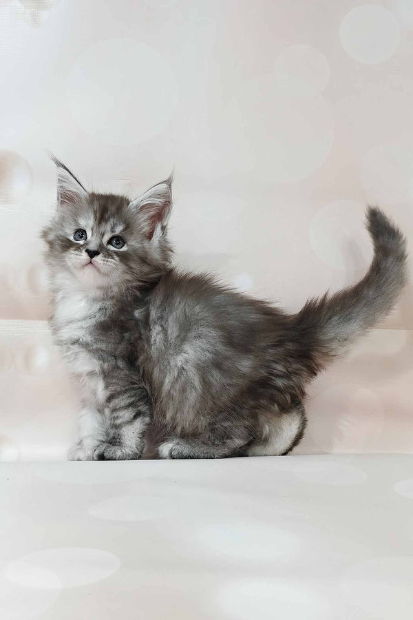 Kasper | Polydactyl Maine Coon Kitten