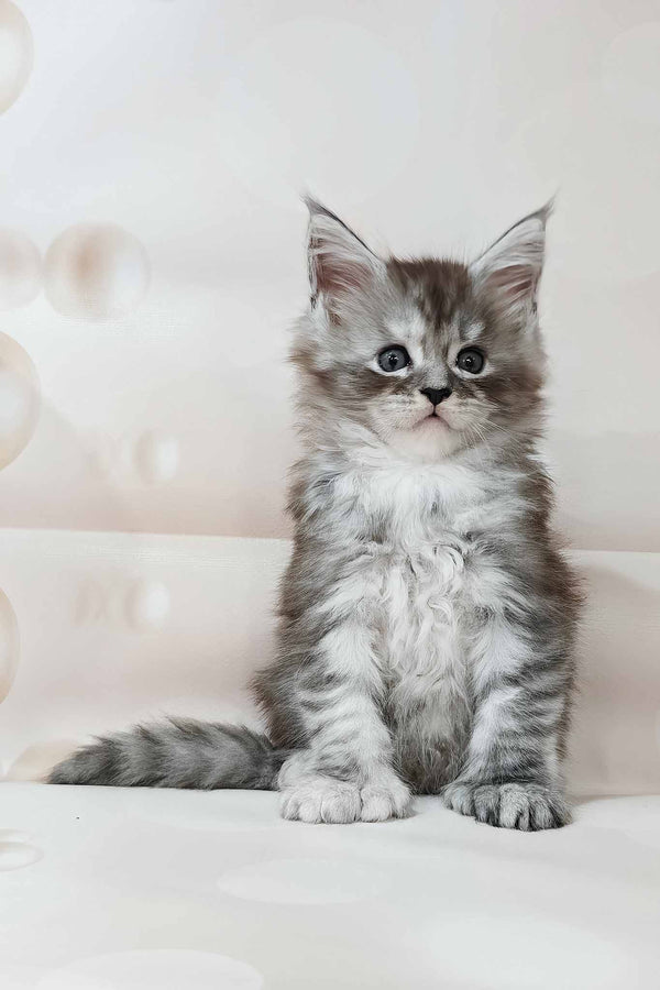 Kasper | Polydactyl Maine Coon Kitten
