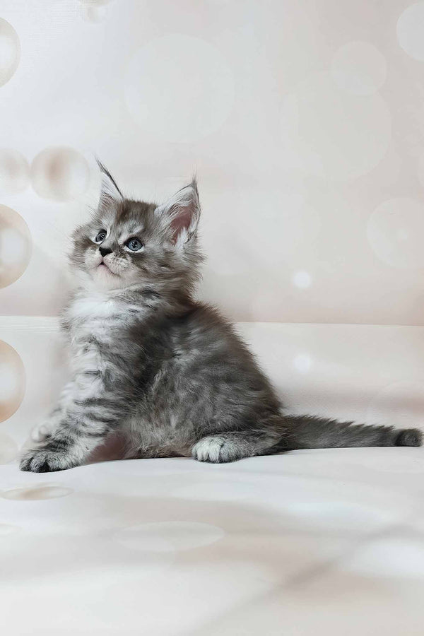 Kasper | Polydactyl Maine Coon Kitten