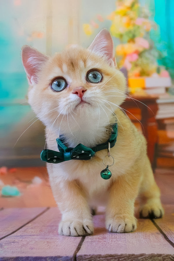 Kay | British Shorthair Kitten