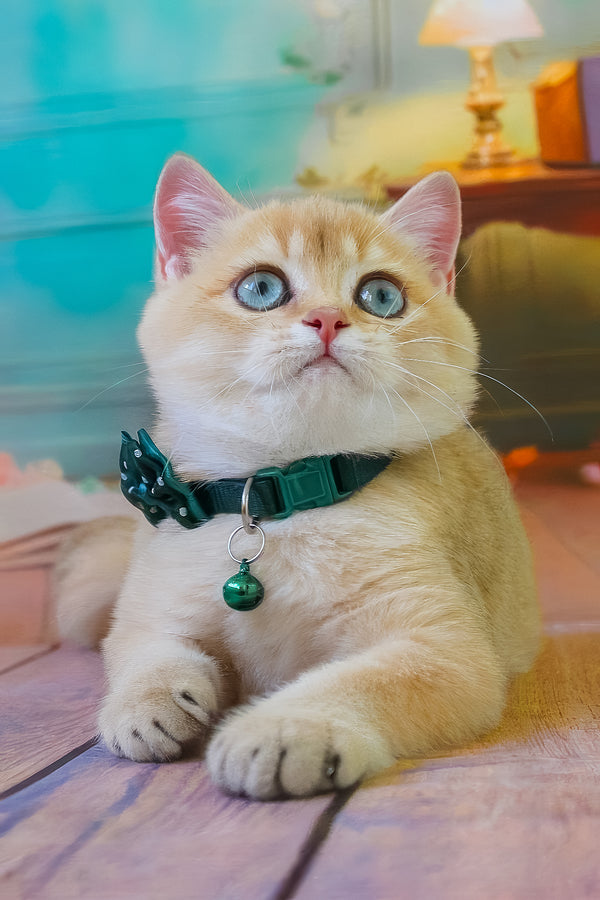 Kay | British Shorthair Kitten