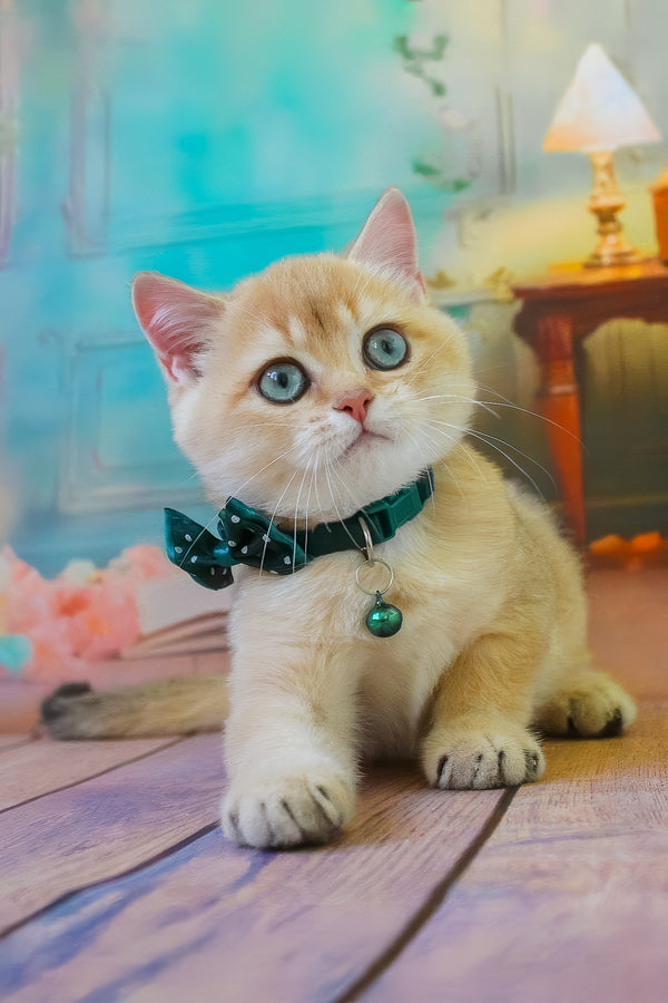 Kay | British Shorthair Kitten