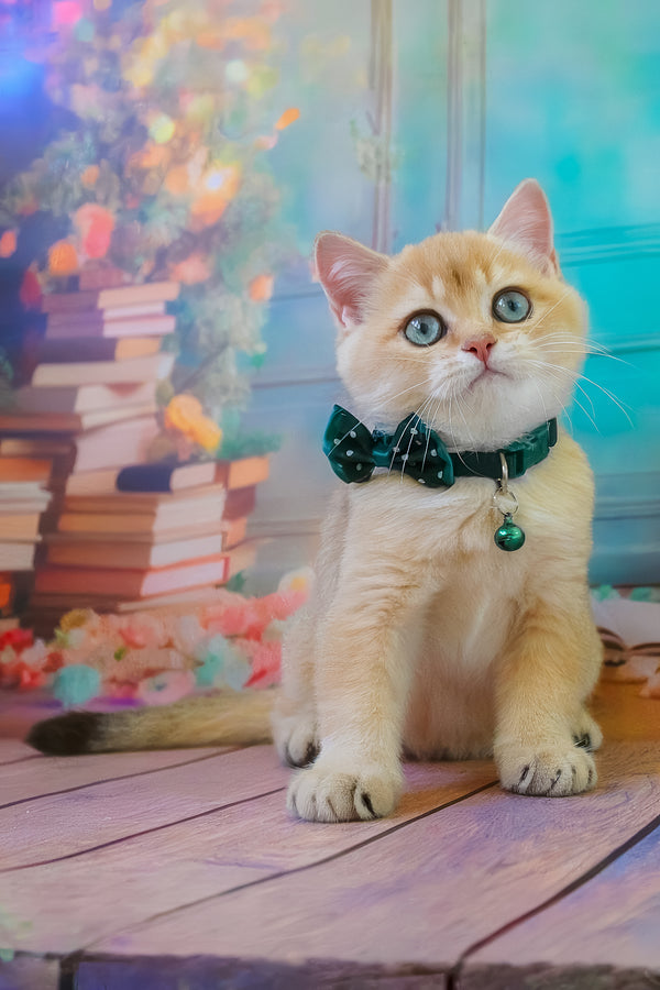 Kay | British Shorthair Kitten