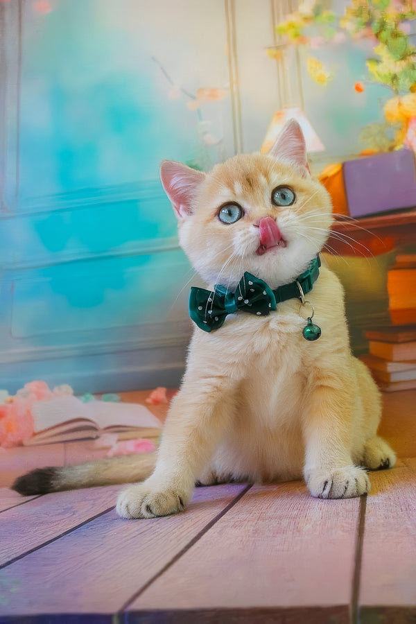 Kay | British Shorthair Kitten