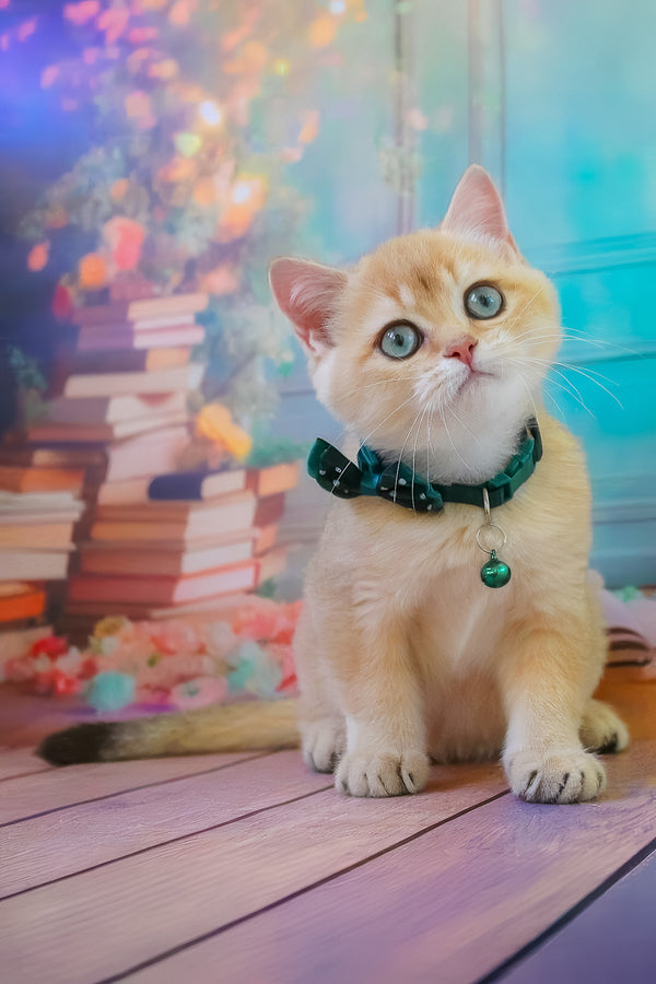 Kay | British Shorthair Kitten