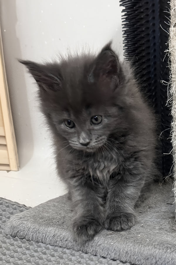 Kaya | Maine Coon Kitten