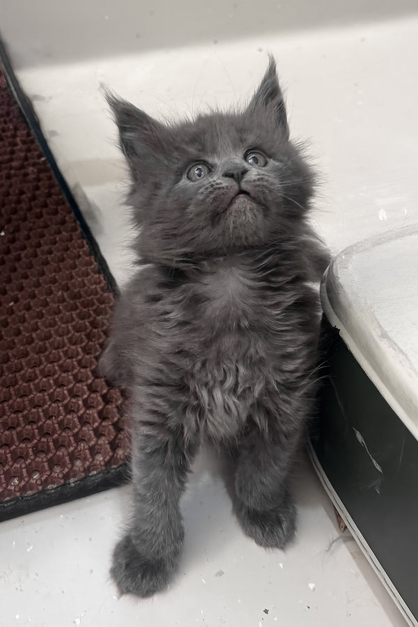 Kaya | Maine Coon Kitten