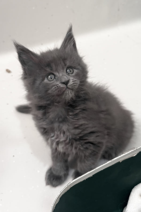 Kaya | Maine Coon Kitten