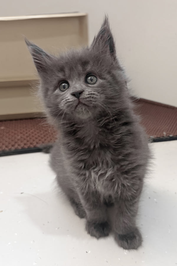 Kaya | Maine Coon Kitten