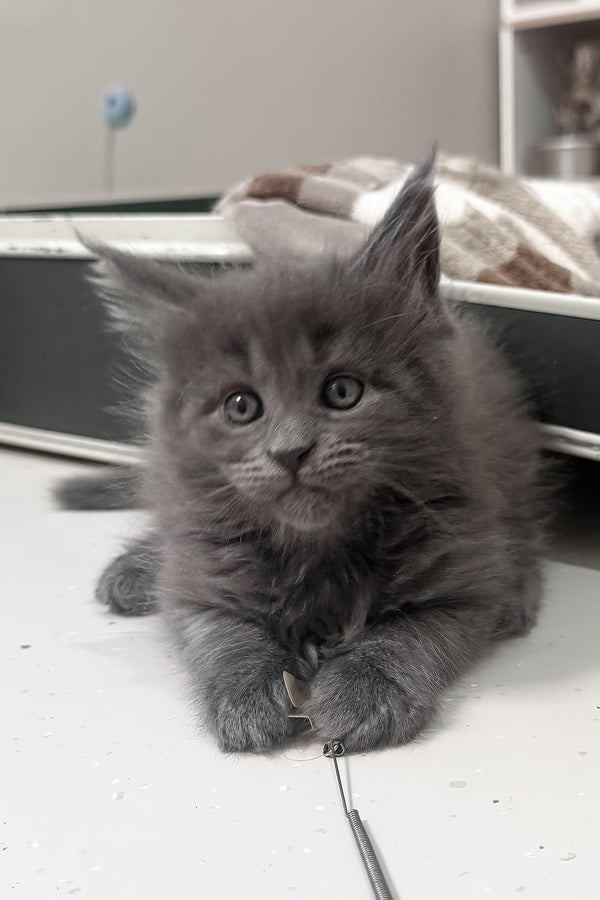 Kaya | Maine Coon Kitten