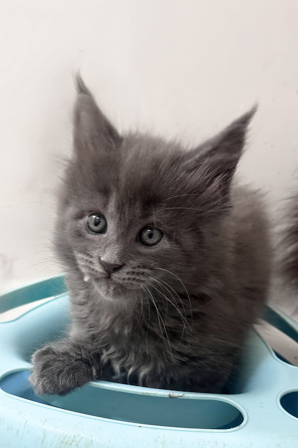 Kaya | Maine Coon Kitten