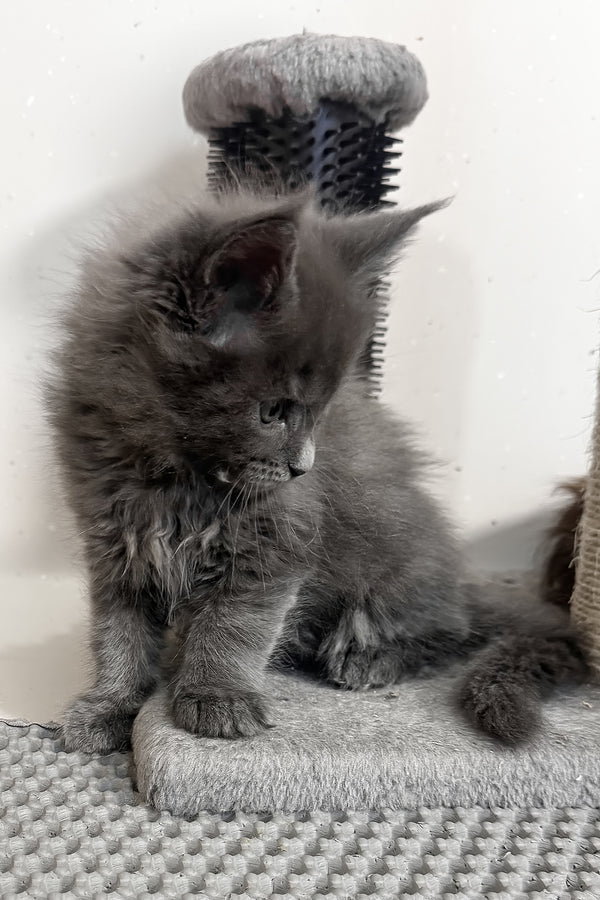 Kaya | Maine Coon Kitten