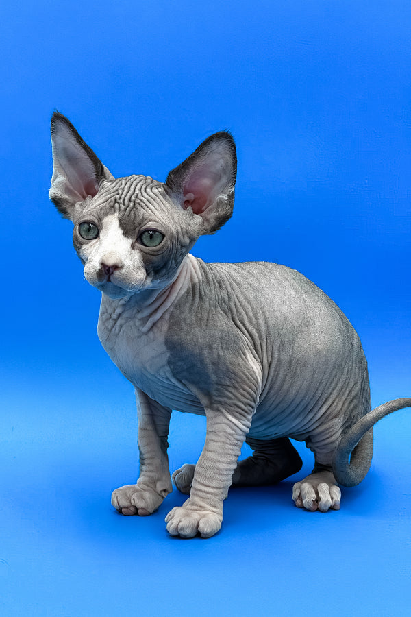 Keanu | Sphynx Kitten