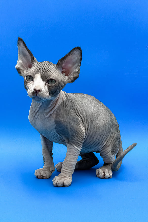 Keanu | Sphynx Kitten