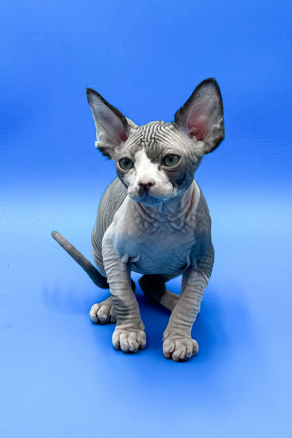 Keanu | Sphynx Kitten