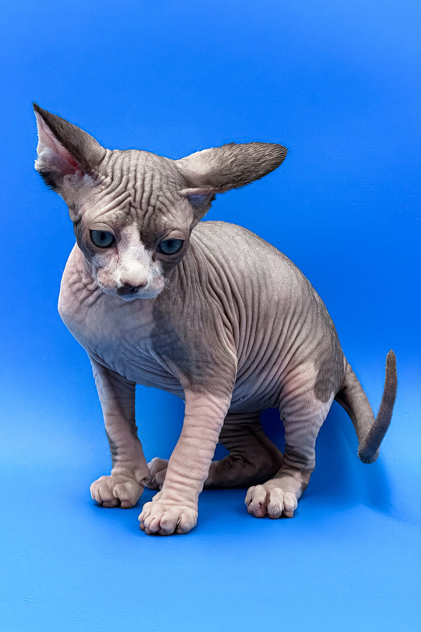 Keanu | Sphynx Kitten