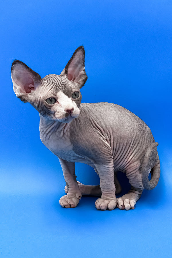 Keanu | Sphynx Kitten