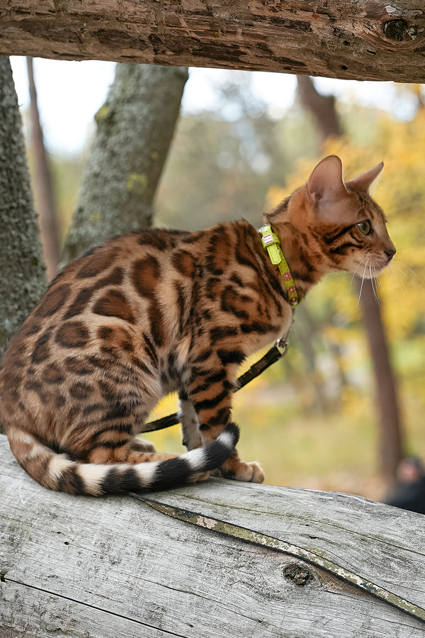 Kemal | Bengal Kitten