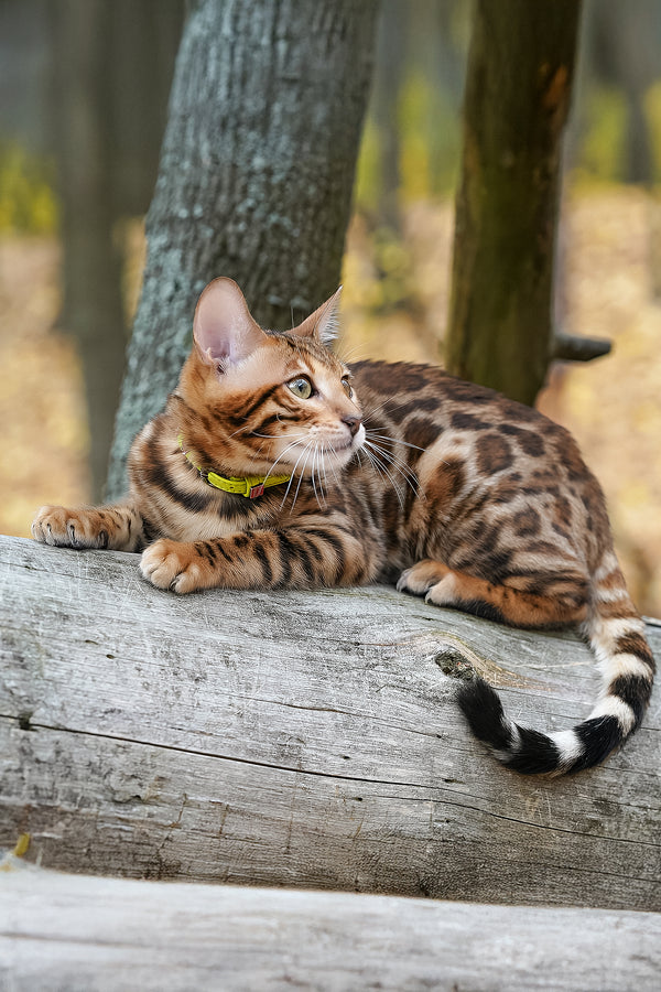 Kemal | Bengal Kitten