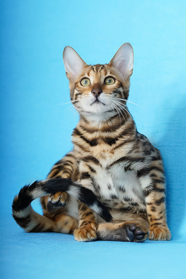 Kemal | Bengal Kitten