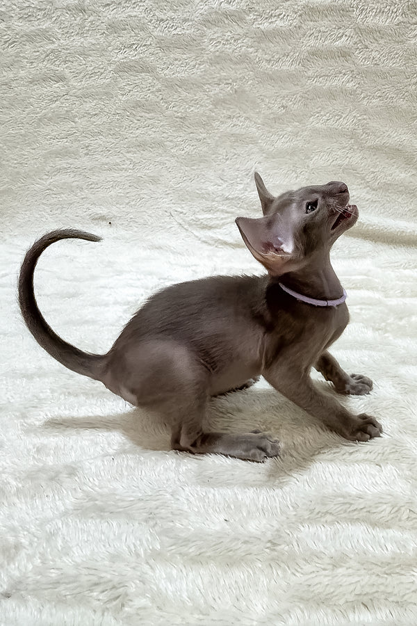 Kenzo | Oriental Shorthair Kitten