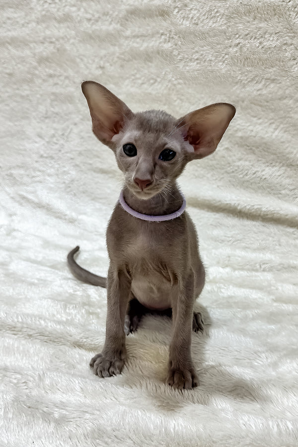 Kenzo | Oriental Shorthair Kitten