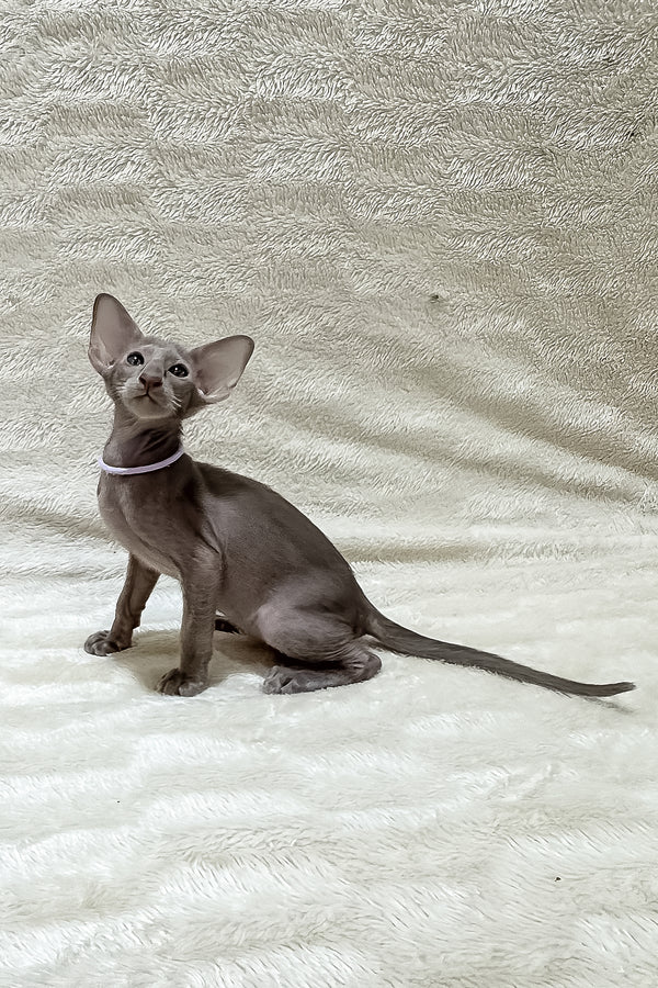 Kenzo | Oriental Shorthair Kitten