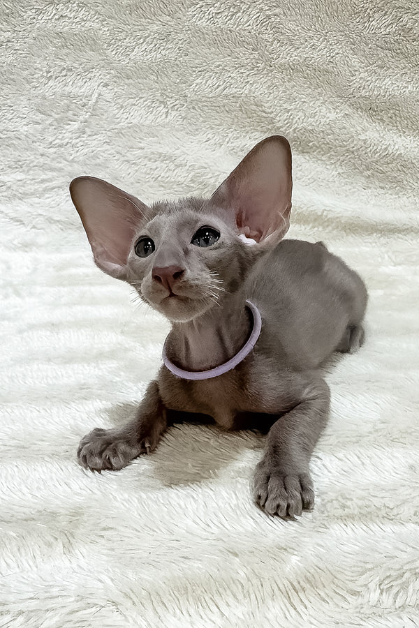 Kenzo | Oriental Shorthair Kitten