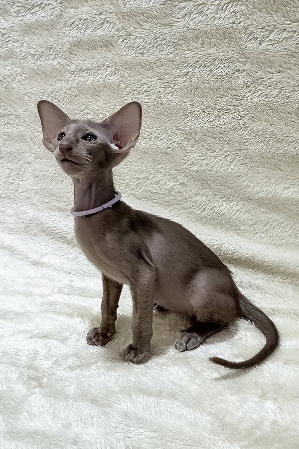 Kenzo | Oriental Shorthair Kitten