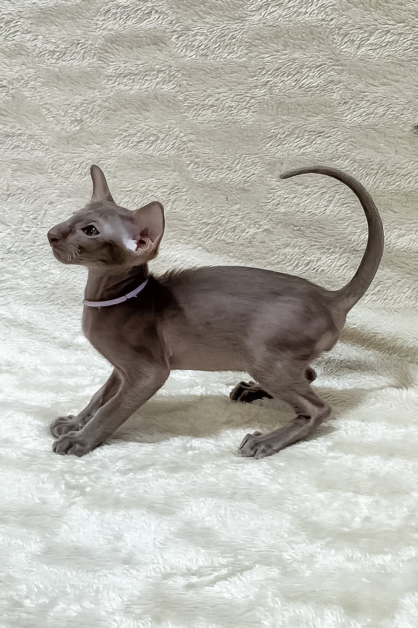 Kenzo | Oriental Shorthair Kitten