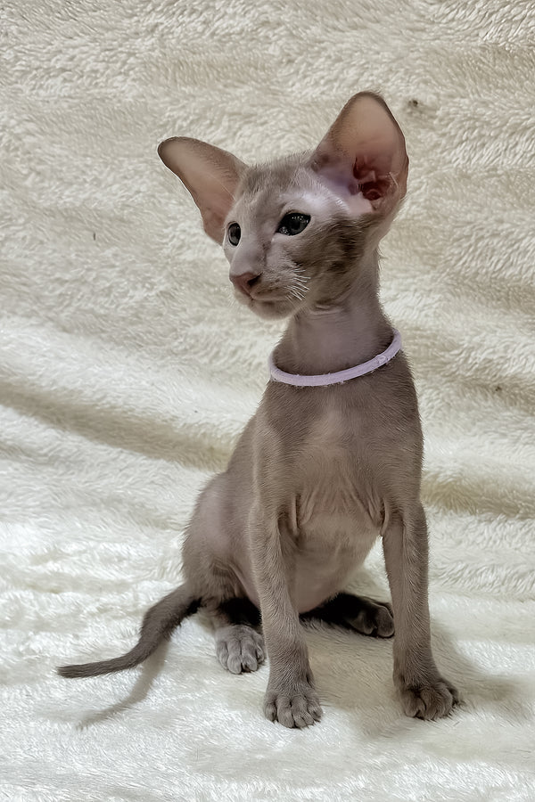 Kenzo | Oriental Shorthair Kitten