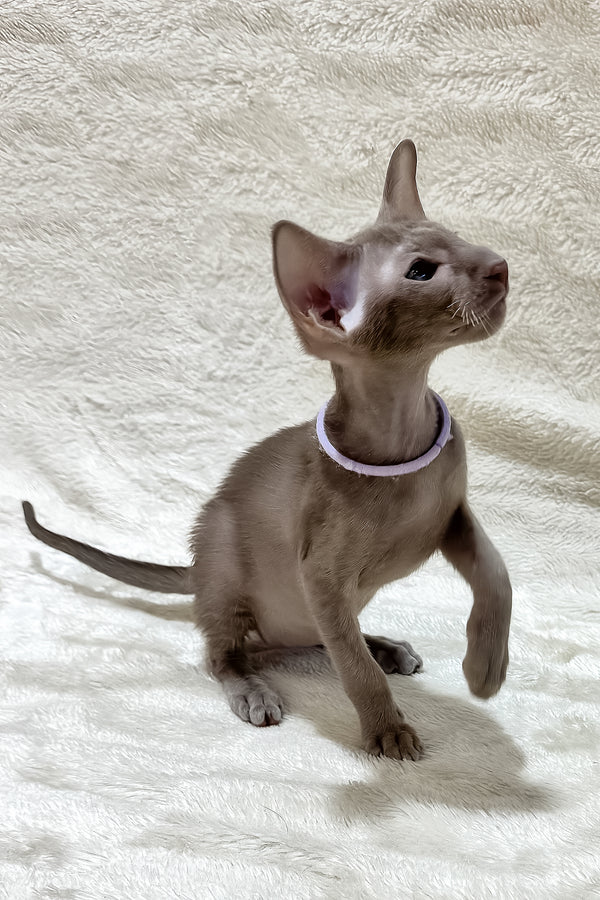 Kenzo | Oriental Shorthair Kitten