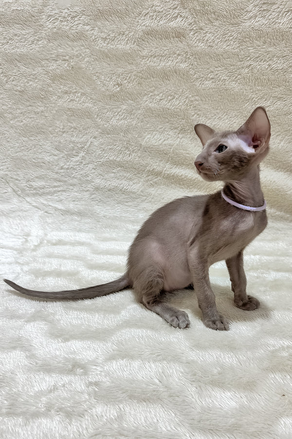 Kenzo | Oriental Shorthair Kitten