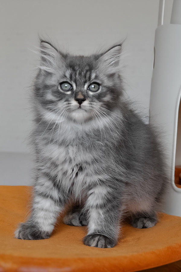 Kerry | Siberian Kitten