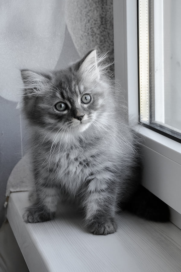 Kerry | Siberian Kitten