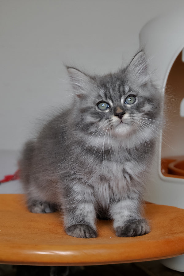 Kerry | Siberian Kitten